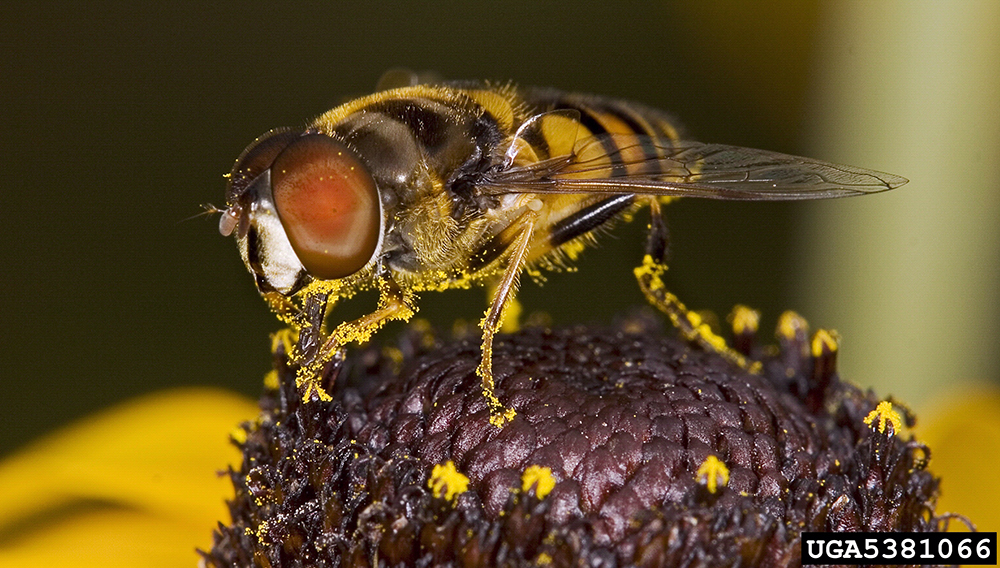 Flower fly pollinating