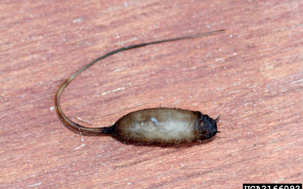 Flower fly larvae have long "tails" (spiracles).