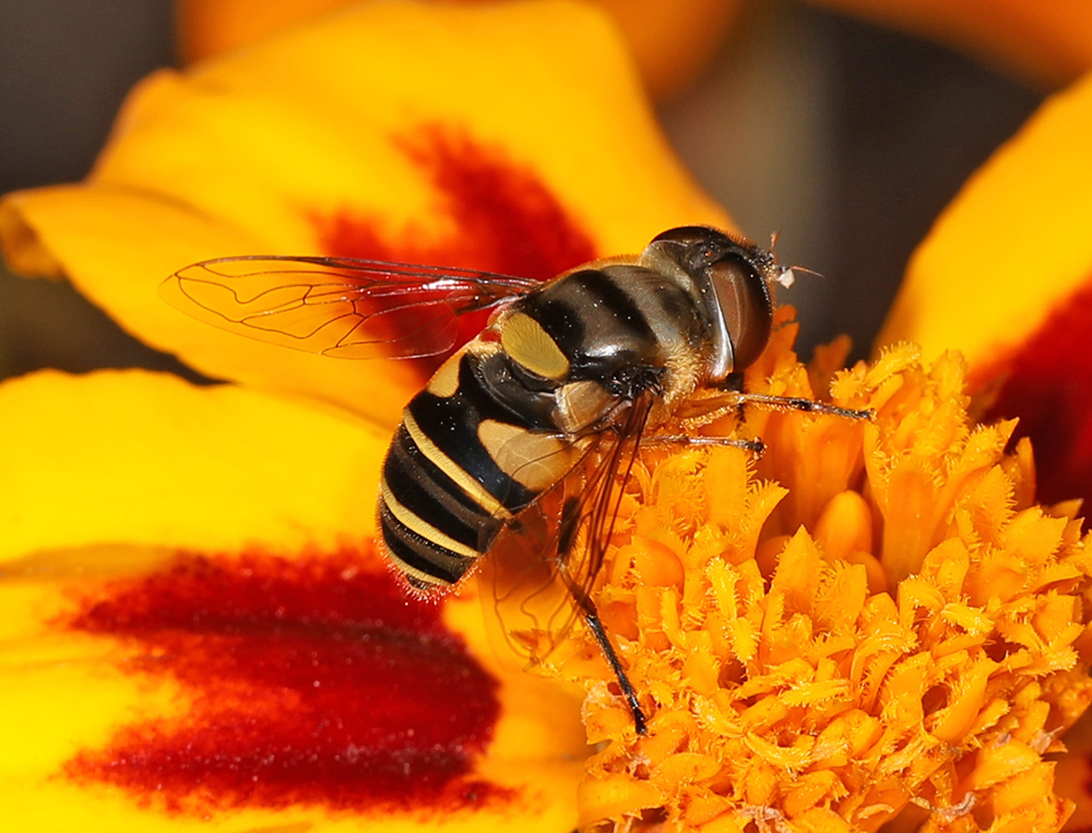 Transverse-banded flower fly on an orange flfower.