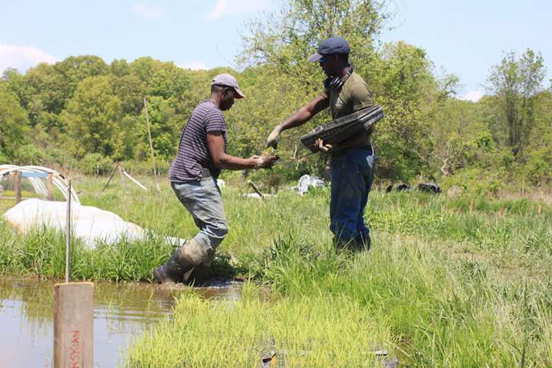 Two men are transplanting rice at their farm in Upstate New York