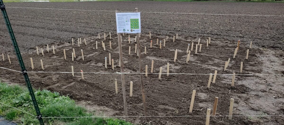 Posts staked in soil for a research project