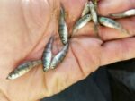 hand holding several small perch fish