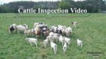 large group of cattle in a field of grass