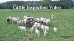 large group of cattle in a field of grass