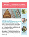 Cover for European Corn Borer in Hops fact sheet