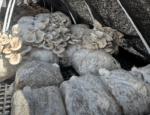 Blocks of mushrooms producing fruit under the shade of a cloth low tunnel