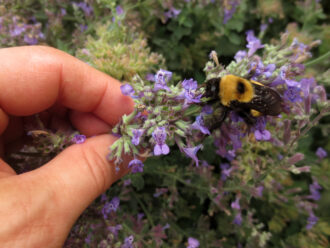 A person holding a purple flower with a bumblebee on it