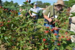 Fellows at Wye Mountain Berries