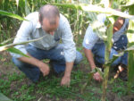 Two men kneeling in corn