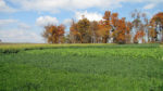 Cover Crops field trip