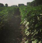 Industrial Hemp growing in a field