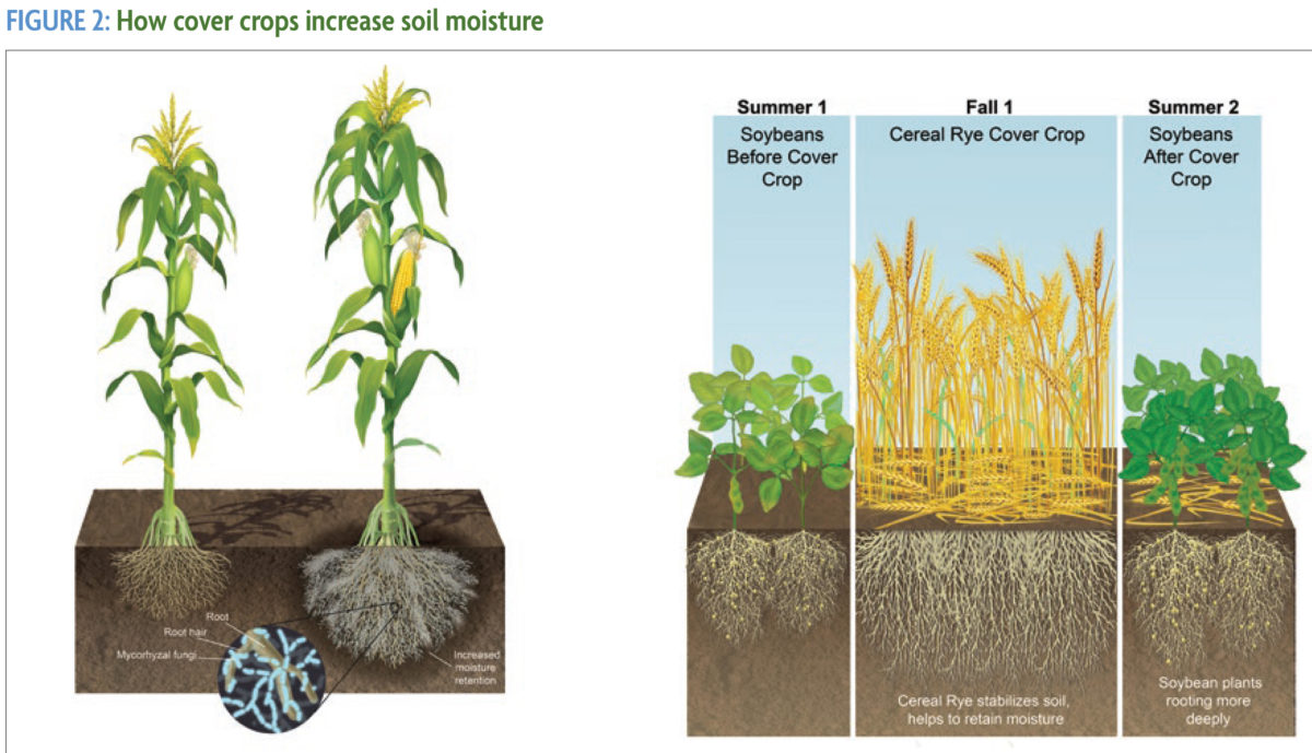 Two figures showing corn roots and soybean roots Two figures showing corn roots and soybean roots