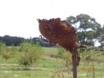 Leaffooted bugs on sunflower head