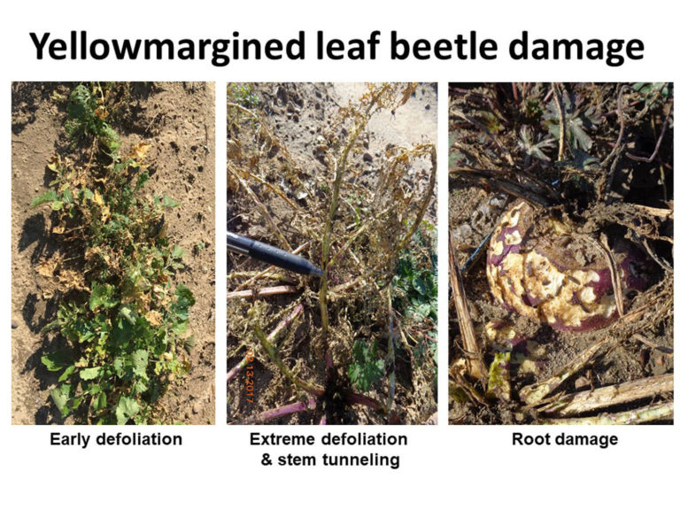 Yellowmargined leaf beetl damage Yellowmargined leaf beetl damage