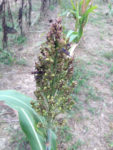 Leaffooted bugs on sorghum