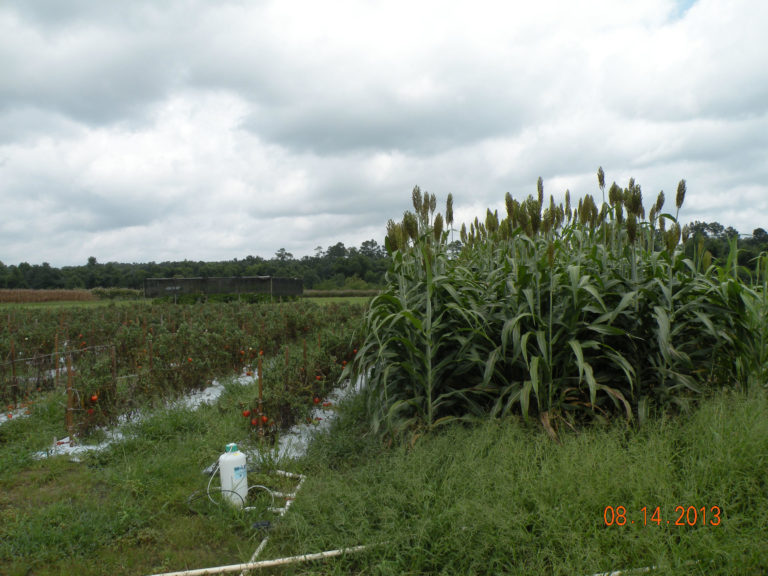 Basic perimeter trap crop layout Basic perimeter trap crop layout