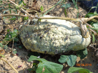 Squash bugs infesting Hubbard squash Squash bugs infesting Hubbard squash