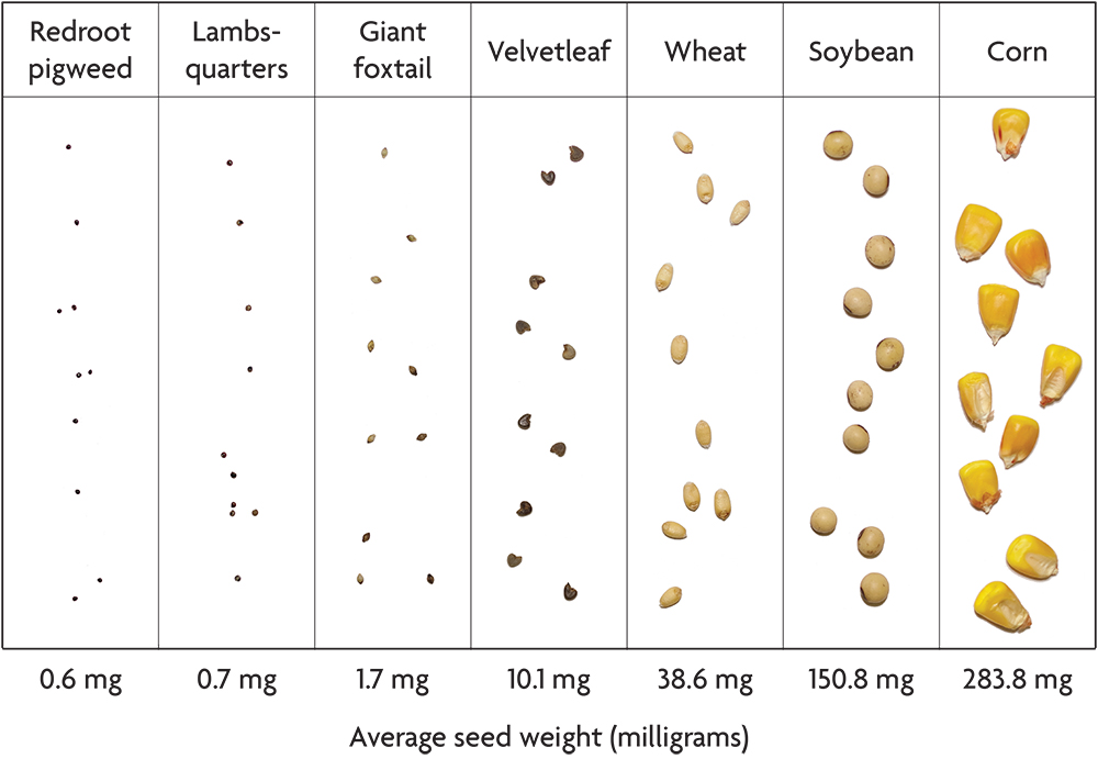 https://www.sare.org/wp-content/uploads/Fig_2_5_seed_size_chart_ecoweed.jpeg