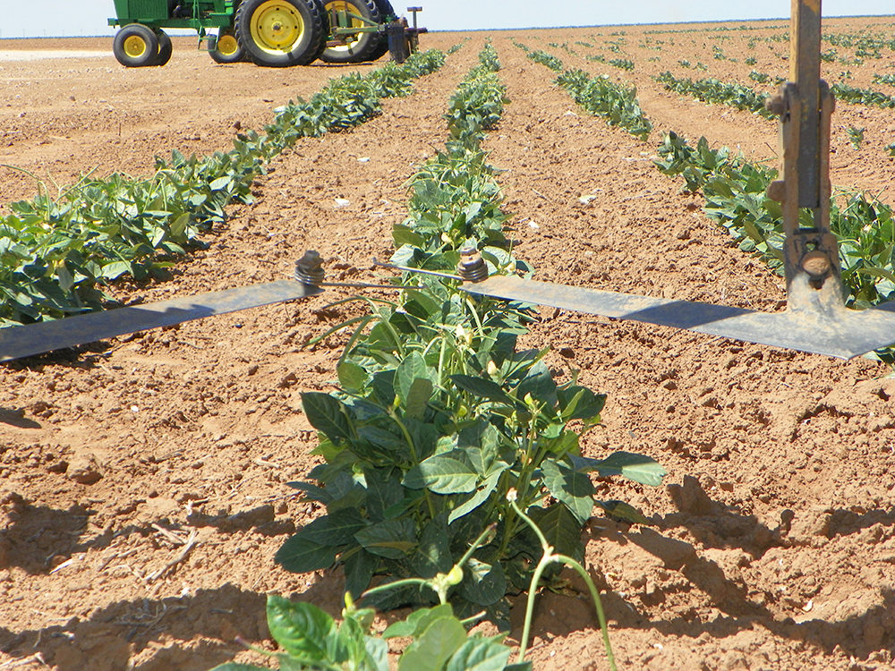 pepper sweeps planted in rows in a field with a tractor in the background