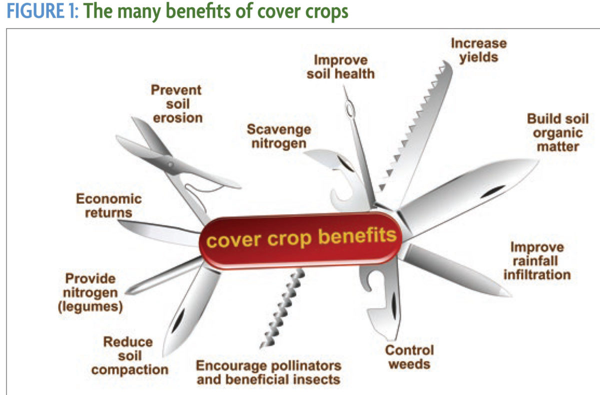 Swiss army knife of cover crop benefits Swiss army knife of cover crop benefits