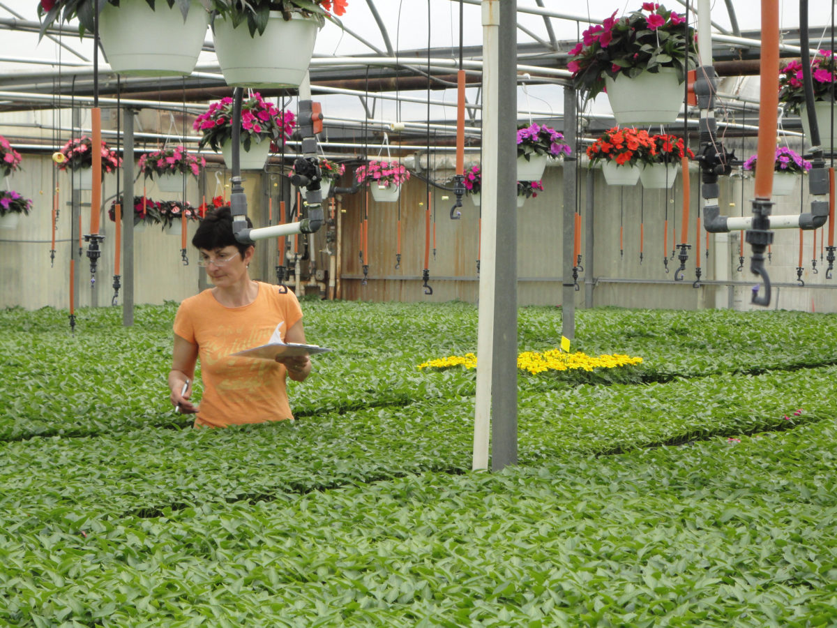 Woman inside a greenhouse waist deep in Scouting Peppers
