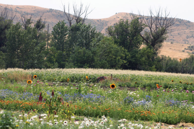 Diverse Farm System Diverse Farm System