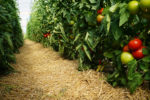 Tomatoes and Mulch