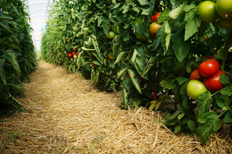 Tomatoes and Mulch Tomatoes and Mulch