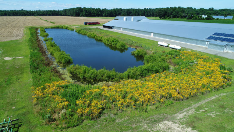 Wildflowers Poultry Farm Wildflowers Poultry Farm