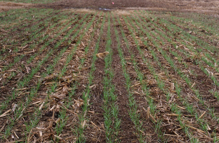 Crop rows with green crops