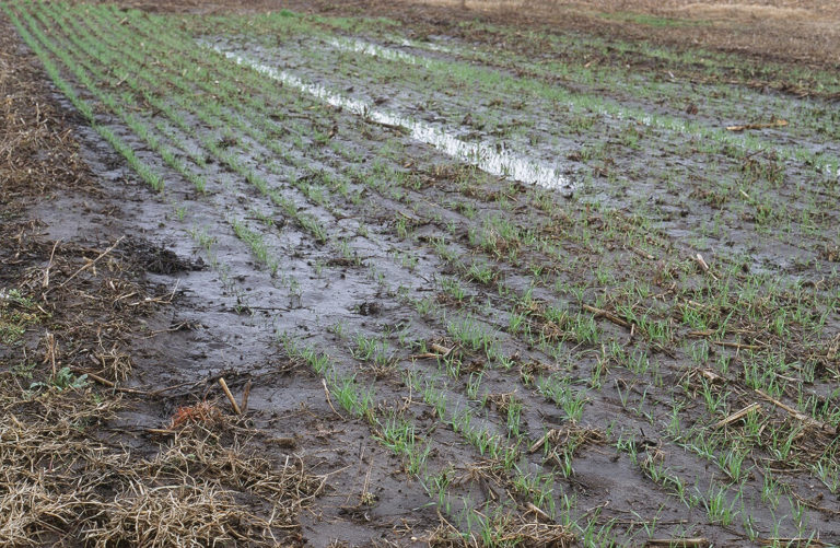 a crop field while it is raining, flooding the rows