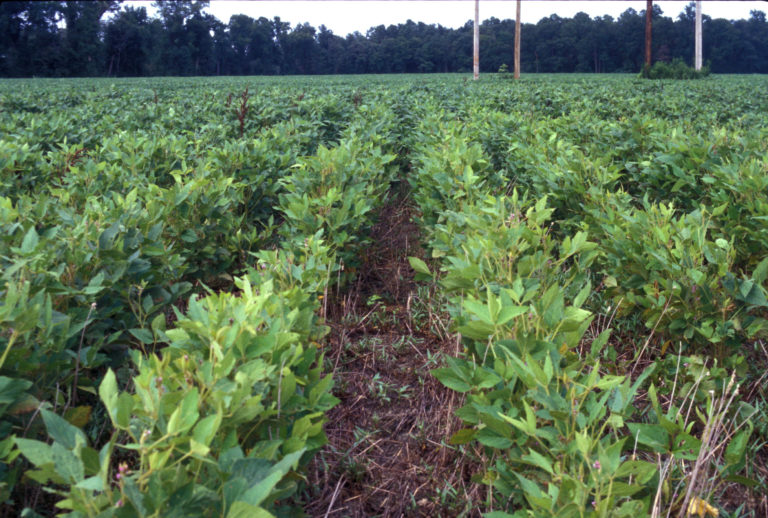 Crops growing in a field with cover crops between