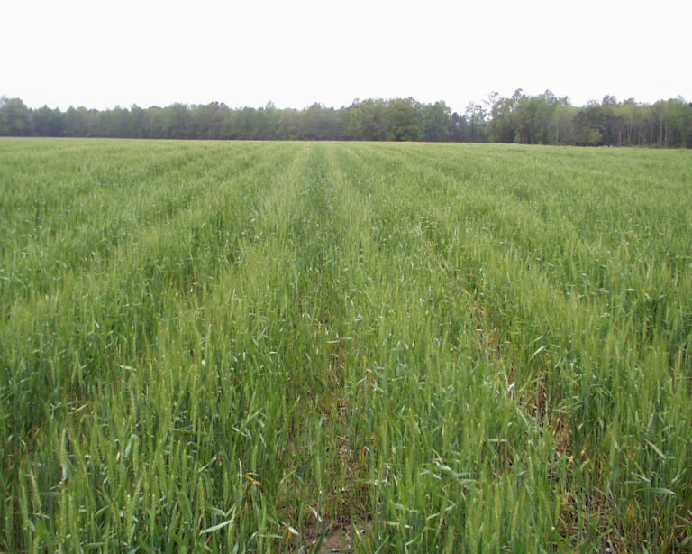 Vast field of green stalks