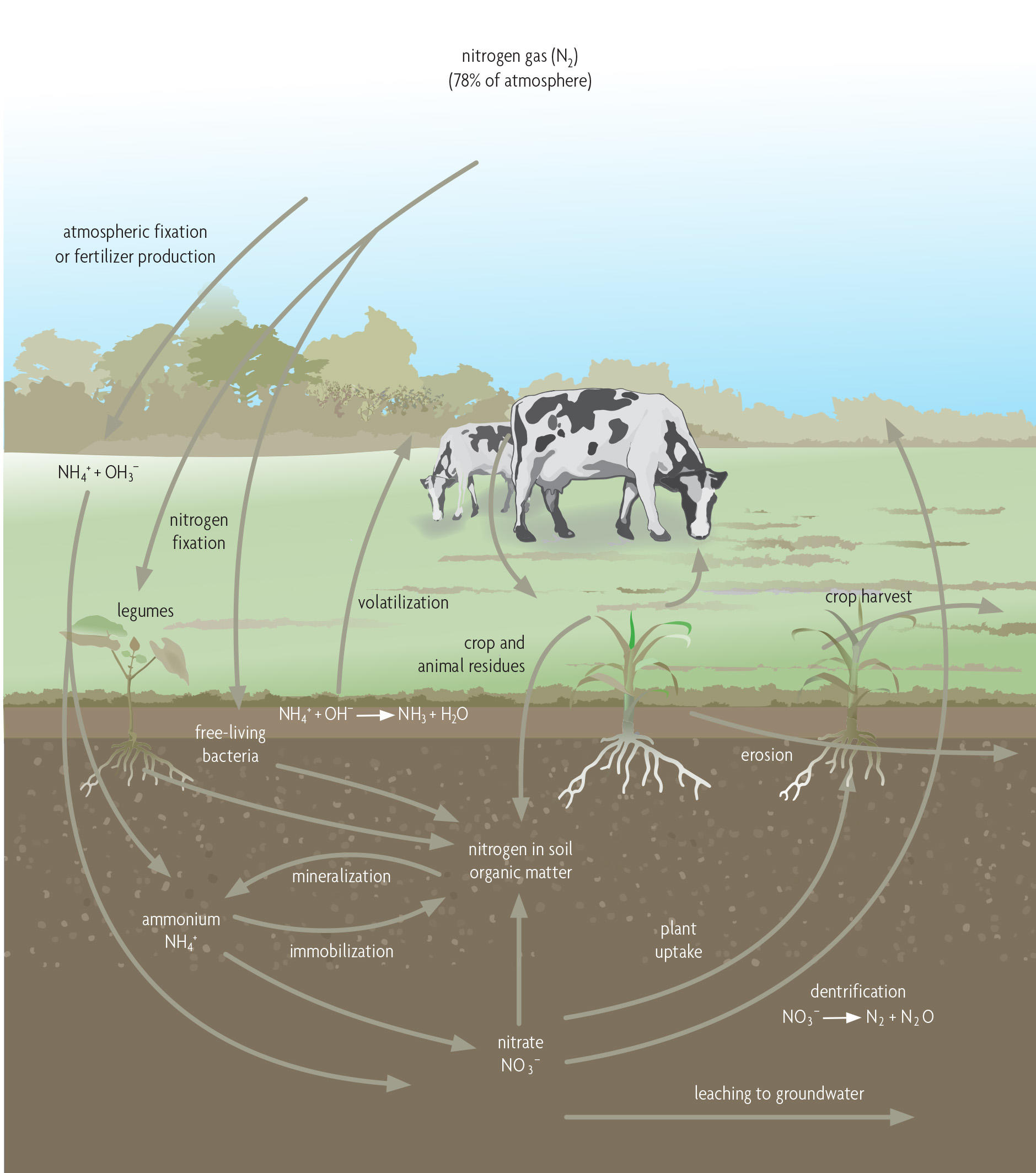 Nitrogen cycle flowchart