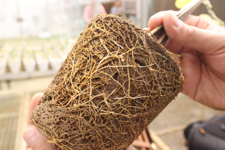 roots wrapped around pot shaped soil