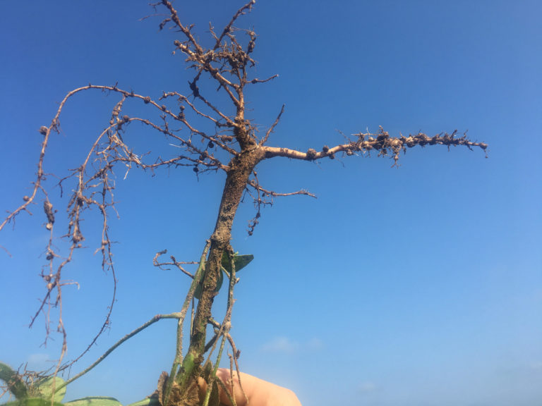 Figure 12.6 Roots held up against a blue sky
