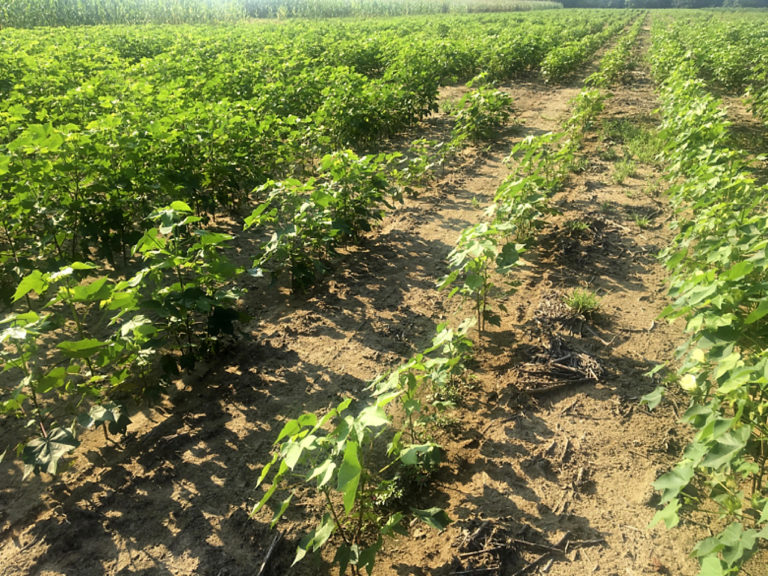 Figure 12.6 Rows of green crops in the dirt