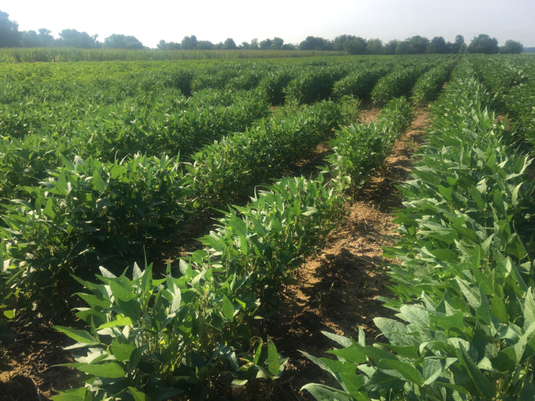 Figure 12.8 Rows of crops
