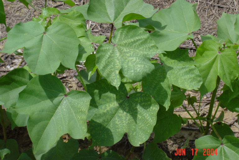 Figure 12.9 Green leaves sprouting up from the ground
