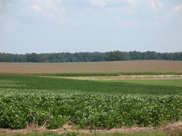 Figure 17.2 Field of green crops