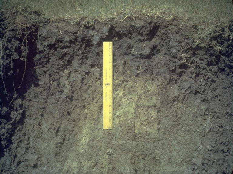 Figure 19.2 A ruler in the dark brown soil