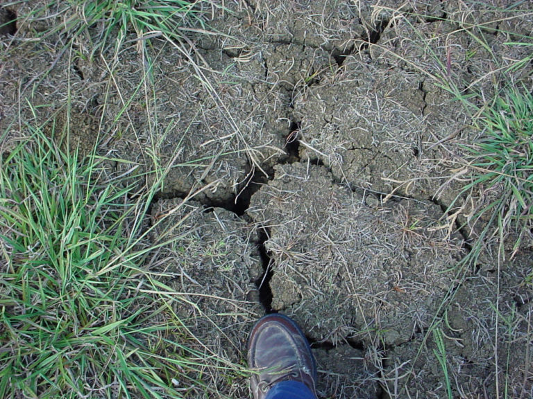 Figure 19.3 Cracked brown soil