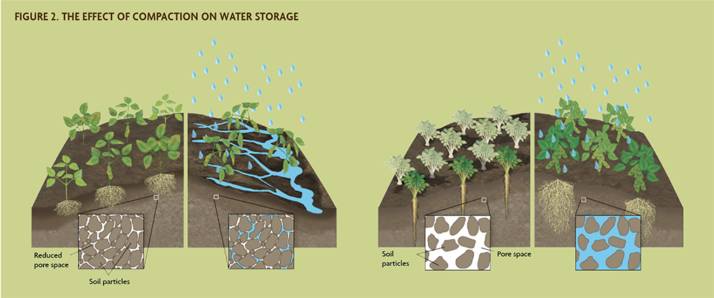 Figure 2 Effect of Compaction on Water Storage