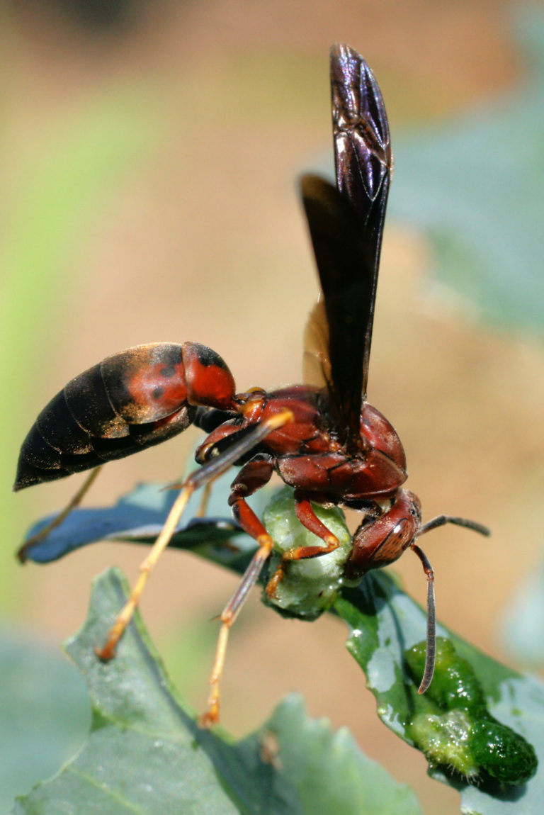 Polistes Wasp Red polistes Wasp on a green leaf