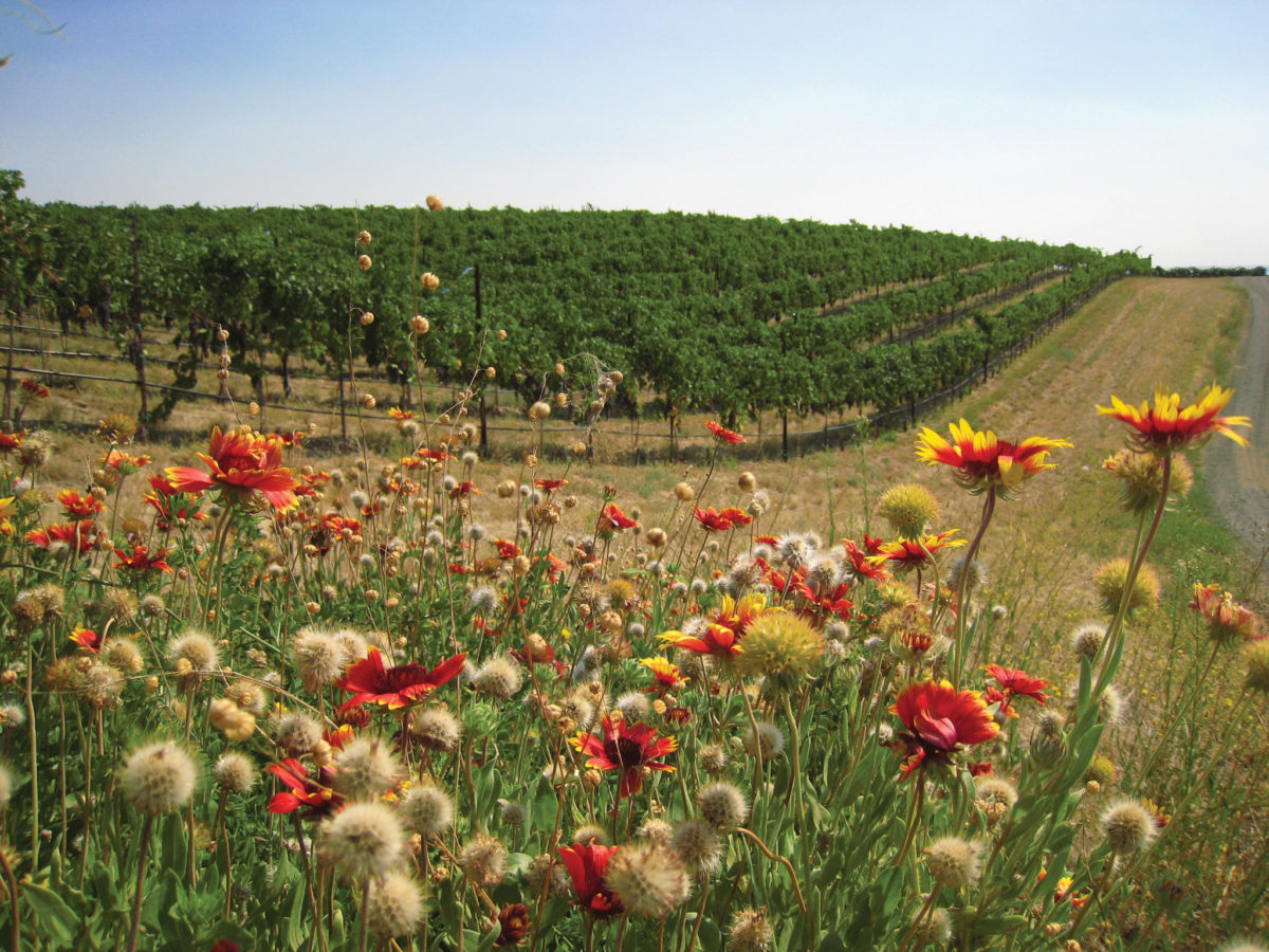Native Habitat Vineyard