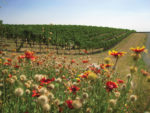 Native Habitat Vineyard