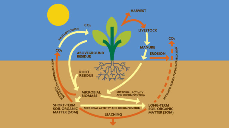 Figure 2.3A. Systems Concept Map of the Carbon Cycle. Adapted from Cavigelli et al. (1998).
