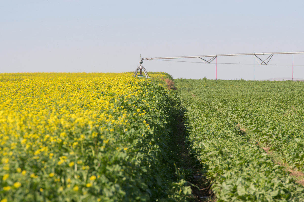 Biofumigation Potatoes with yellow tops on the left crops and shorter sprouts on the right