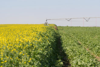 Biofumigation Potatoes