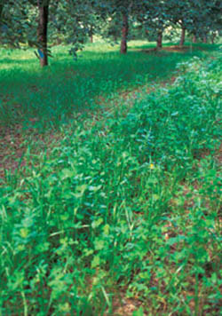 Season-long populations of beneficial mites were attributed to the use of a red clover cover crop.
